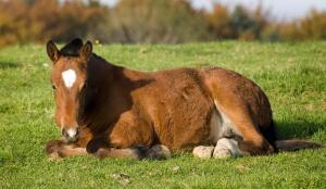 Cheval originel des Franches-Montagnes (Image: ProSpecieRara)