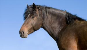 Cheval originel des Franches-Montagnes (Image: ProSpecieRara)