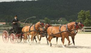 Cheval originel des Franches-Montagnes (Image: ProSpecieRara)