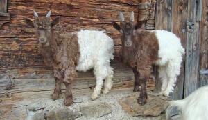 Chèvre col fauve (Image: ProSpecieRara)