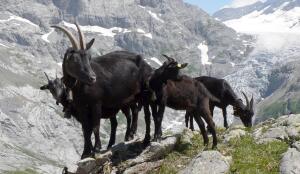 Nera Verzasca (Image: ProSpecieRara)