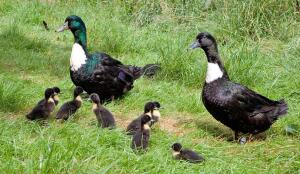 Canards de Poméranie (Image: ProSpecieRara)