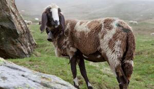 Mouton de Saas (Image: ProSpecieRara)