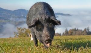 Cochon Noir des Alpes (Image: ProSpecieRara)