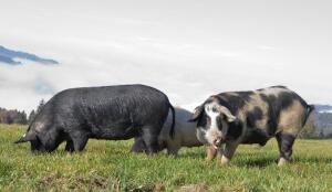 Cochon Noir des Alpes (Image: ProSpecieRara)