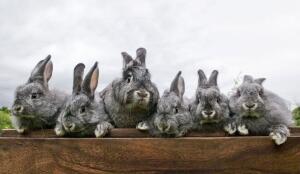 Lapin Renard Suisse (Image: ProSpecieRara)