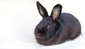 Lapin Renard Suisse (Image: ProSpecieRara)