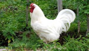 Coq (Image:ProSpecieRara)