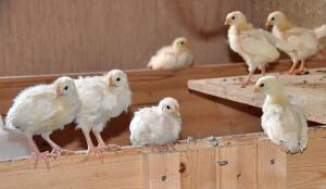Poussins (Image: ProSpecieRara)
