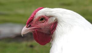Poule suisse (Image: ProSpecieRara)