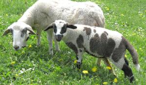 Mouton miroir (Image: ProSpecieRara)