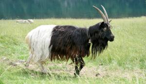 Chèvre col noir du Valais (Image: ProSpecieRara)