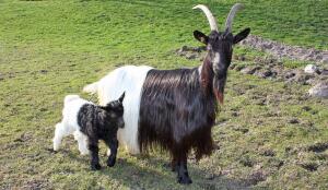 Chèvre col noir du Valais et son cabri (Image: ProSpecieRara)