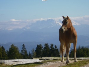 Haflinger