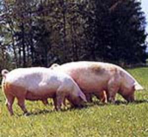 (Foto Landwirtschaft.ch)