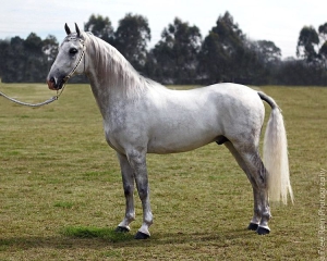 lipizzaner