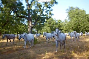 lipizzaner slo