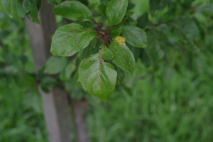 Prune Löhr (Image: ProSpecieRara)