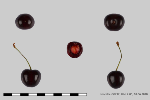 Mischler (Image: ProSpecieRara)