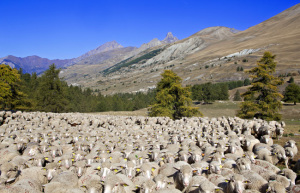 Source : Div'Agri