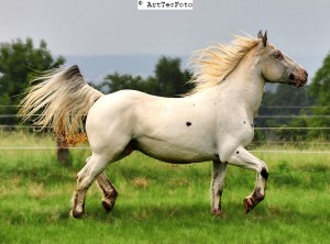 noriker