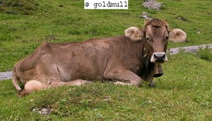 Original Braunvieh