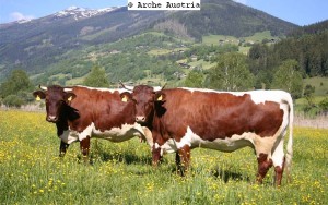 Original Pinzgauer Rinder sind wieder etabliert, gelten aber nach wie vor als gefährdet. (Bild: Arche Austria)