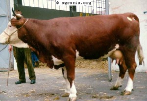 razzetta d'oropa