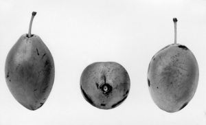Quetsche Stäfner (Image: ProSpecieRara)
