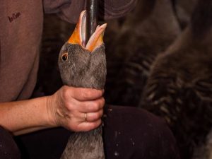 Stopfleber-Mast (Foto Animal Trust)
