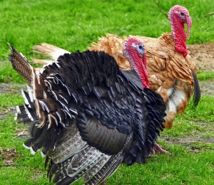 Turkey. Dindes. Quelle: / Source: https://pixabay.com