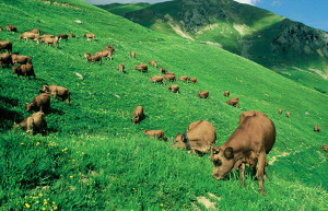Source : Div'Agri