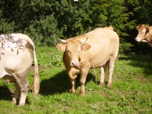 Villard-de-Lans