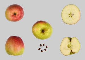 Pomme de Zurich (Image: PGREL)
